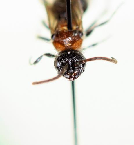 Réf. 208 653 : Myrmilla triareolata